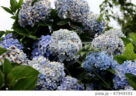 紫陽花 アジサイ あじさい 67949593