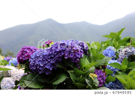 紫陽花 アジサイ あじさい 67949595