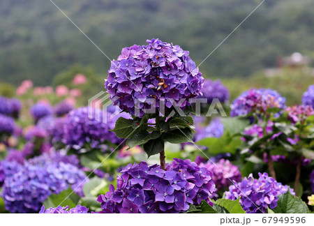 紫陽花 アジサイ あじさい 67949596