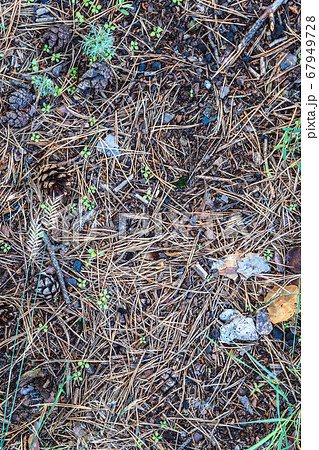 Fallen dry needles in forest. Fallen dry needles in forest. 67949728
