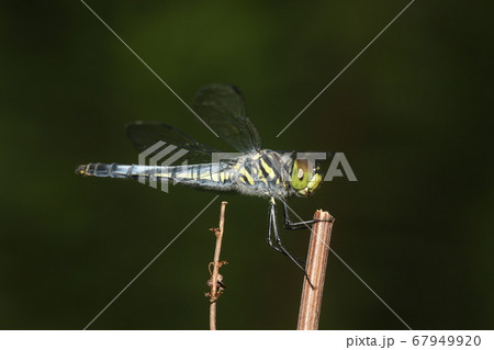 コフキトンボ 67949920