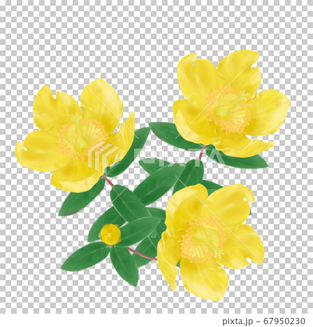 Hand-drawn illustration of Hypericum patulum - Stock Illustration