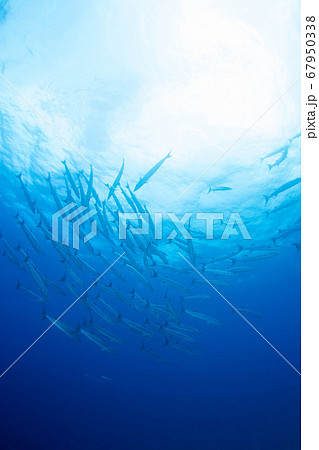 水中風景 67950338
