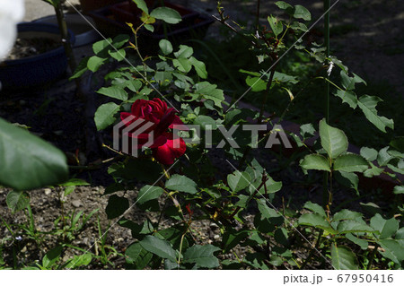 濃い赤色バラの花@我が家の庭、堺市 濃い赤色バラの花@我が家の庭、堺市 67950416