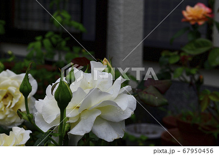 白いバラの花、中心部分は淡いピンク色＠我が家の庭、堺市 67950456