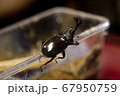 カブトムシ 67950759