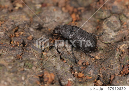 生き物 昆虫 キノコヒゲナガゾウムシ 黒化型です よく見かけるのは茶色と灰色 黒色のまだらタイプのの写真素材
