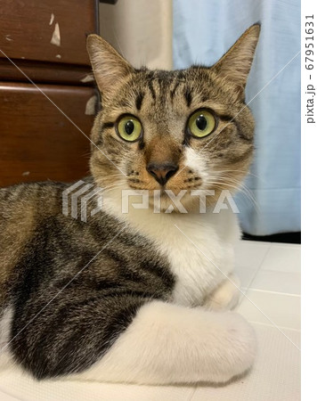 にらめっこ狸ネコ 67951631