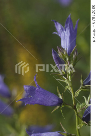 Campanula latifolia flowers in the garden Campanula latifolia flowers in the garden 67952080