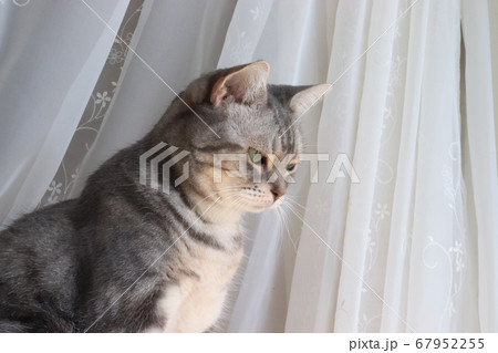 カーテンレース前で真剣な表情の美しい猫アメリカンショートヘアブルータビー カーテンレース前で真剣な表情の美しい猫アメリカンショートヘアブルータビー 67952255