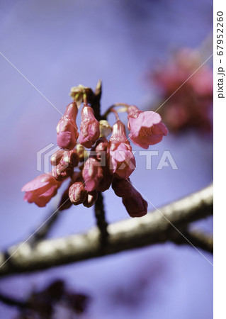 寒緋桜 67952260