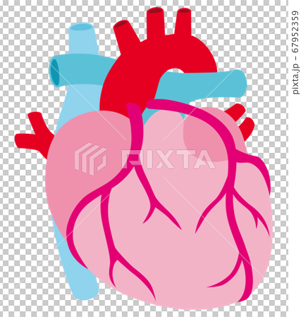 Heart coronary artery Heart coronary artery 67952359