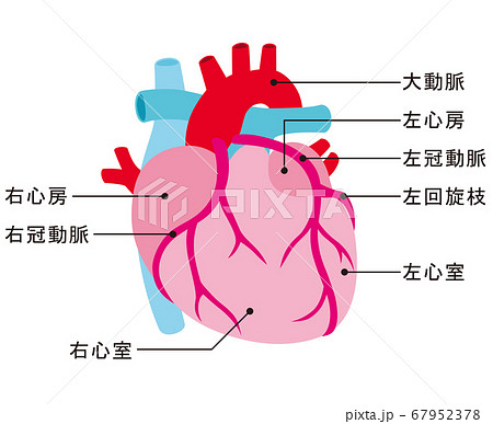 心臓 冠動脈のイラスト素材