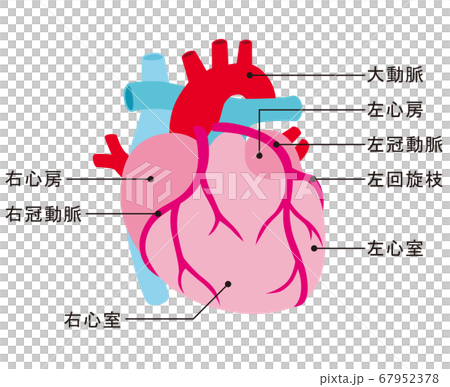 心臓 冠動脈のイラスト素材