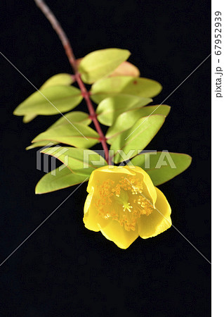 キンシバイ黒バック 67952939