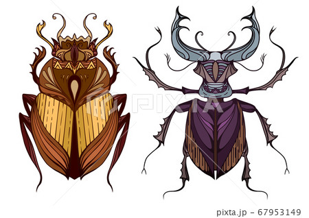 Insect set in color with a tribal pattern. Doodle scarab and beetle deer 67953149