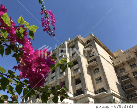 花とホテルと青空 花とホテルと青空 67953333