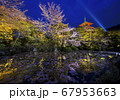 桜と清水寺のライトアップ 67953663