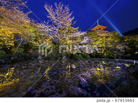 桜と清水寺のライトアップ 67953663