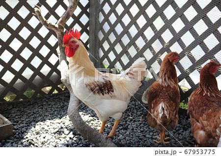 にわとり 67953775