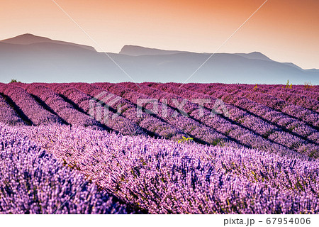 Valensole lavender in Provence, France Valensole lavender in Provence, France 67954006