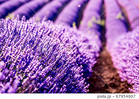 Valensole lavender in Provence, France 67954007