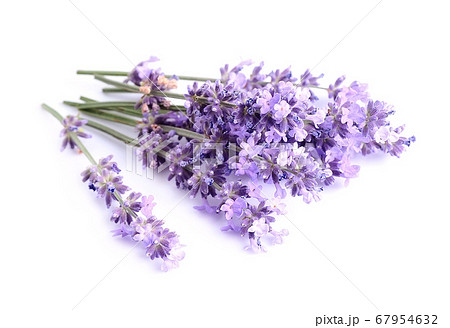 Lavender flowers 67954632