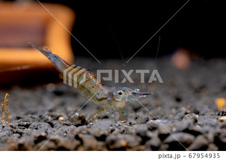 Long nose dwarf shrimp look for food in aquatic soil and stay among other types of shrimp 67954935