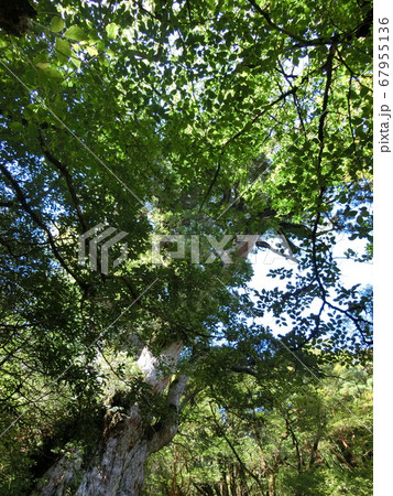 屋久島　縄文杉 67955136