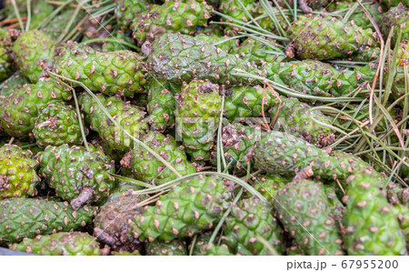 Solid background of fresh ripe and natural spruce cone 67955200