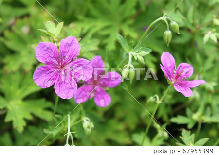 ハクサンフウロ 67955399