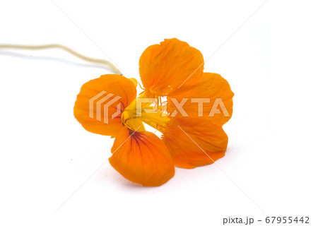 Closeup of orange colored cress flower blossom on Closeup of orange colored cress flower blossom on 67955442