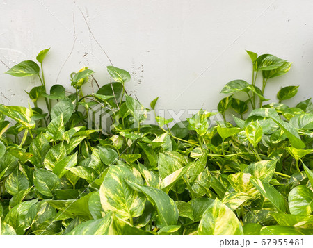 Spotted betel grow on the floor 67955481