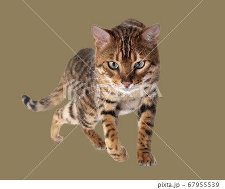bengal cat in studio bengal cat in studio 67955539