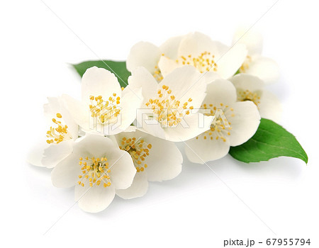 Jasmin flowers 67955794