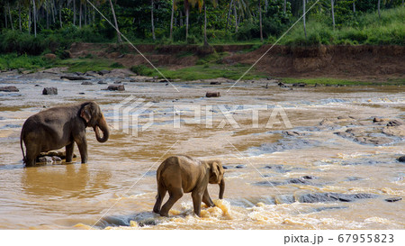 象の親子　象の孤児院　スリランカ 67955823