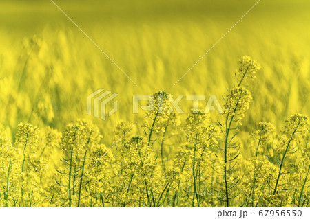 USA, Idaho, Sun Valley, Close-up of mustard crop 67956550
