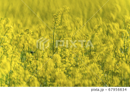 USA, Idaho, Sun Valley, Close-up of mustard crop 67956634