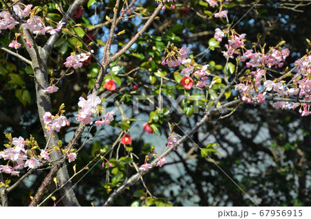 早咲き桜と椿 早咲き桜と椿 67956915