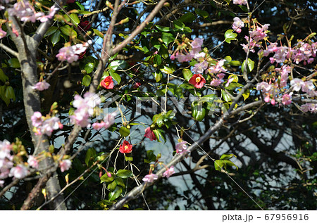 椿と早咲き桜 67956916