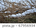 カワセミの野川 67956934