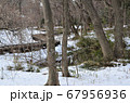 野川の自然園 67956936