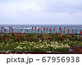 伊豆爪木崎スイセンとアロエの花と冬の海 67956938