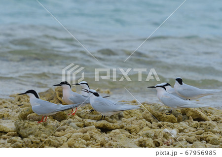 エリグロアジサシ Black-naped tern 襟黒鯵刺 Sterna sumatrana 夏鳥 エリグロアジサシ Black-naped tern 襟黒鯵刺 Sterna sumatrana 夏鳥 67956985