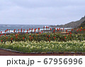 南伊豆・爪木崎のアロエとスイセン 67956996