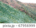 爪木崎・斜面に群れるスイセン 67956999