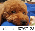 チラ見 67957128