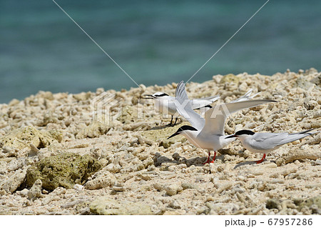 ベニアジサシ Roseate Tern 紅鯵刺 Sterna dougallii 夏鳥 繁殖 ベニアジサシ Roseate Tern 紅鯵刺 Sterna dougallii 夏鳥 繁殖 67957286