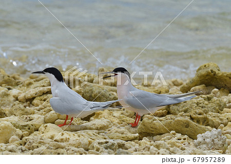 ベニアジサシ Roseate Tern 紅鯵刺 Sterna dougallii 夏鳥 繁殖 ベニアジサシ Roseate Tern 紅鯵刺 Sterna dougallii 夏鳥 繁殖 67957289