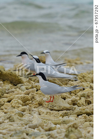 ベニアジサシ　Roseate Tern　紅鯵刺　Sterna dougallii　夏鳥　繁殖 67957292